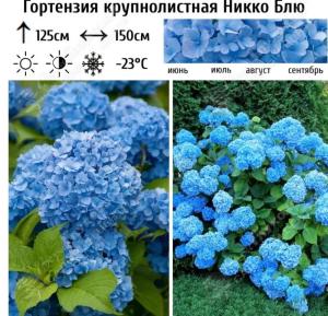 Гортензия крупнолистовая Никко Блю С3 ГлХ 