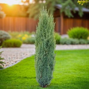 Можжевельник обыкновенный Арнольд C 7,5 100-120 1