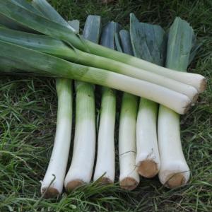 Лук порей  Порбелла 0,2 г (Престиж)