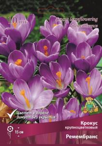 Крокус Крупноцветковый Ремембранс (фиолетовый, 10шт, 8-9) Крокус Крупноцветковый Ремембранс (фиолетовый, 10шт, 8-9)
