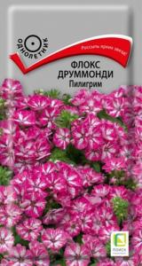 Флокс Пилигрим друммонди 0,1г Одн 40см (Поиск)