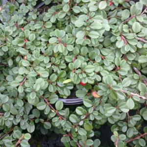 Кизильник лежачий Стреб'с Файндлинг (цветки бело-розовые, одиночные, ягоды-красные)