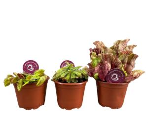 Карниворус Плант Смесь плотоядных растений С8,5 Н18