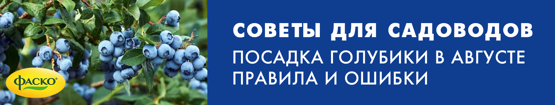 Посадка голубики в августе правила и ошибки