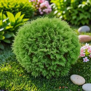 Туя западная Даника 35-40cm C10 1