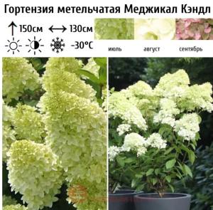 Гортензия метельчатая Меджикал Кэндл  С7,5 СП-23 (в начале белый с лёгким лаймом, потом розовый)