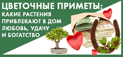 Цветочные приметы: какие растения привлекают в дом любовь, удачу и богатство Цветочные приметы: какие растения привлекают в дом любовь, удачу и богатство