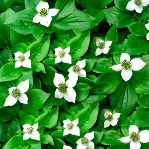 Дерен канадский C5 20-30 1