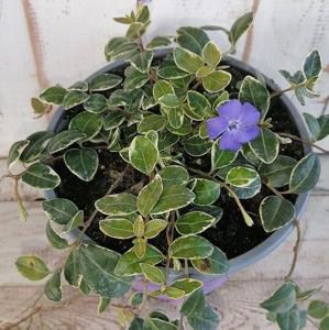 Барвинок Мунлайт (Лавандовая ферма)