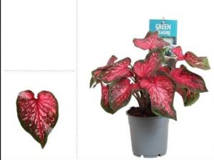 Каладиум Скарлет Флейм С12 Н25