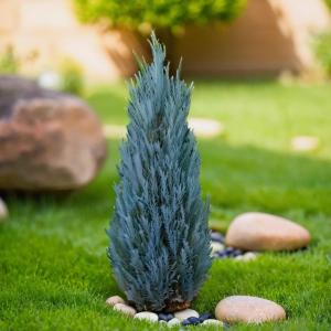 Можжевельник скальный Блю Эрроу C3 1