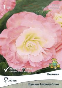 Бегония Вумми Апфельблют 1шт (махровый, нежно-розовые, 5-6)