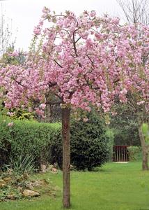 Вишня косматая (Prunus subhirtella Pendula Plena Rosea) C30 Pa 200 - 220 -obw