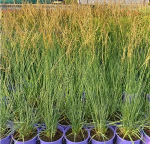 Молиния голубая 