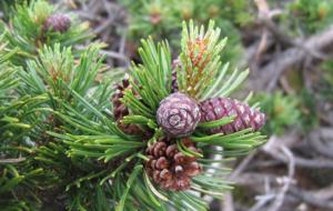 Сосна горная Мугус v2 Lav