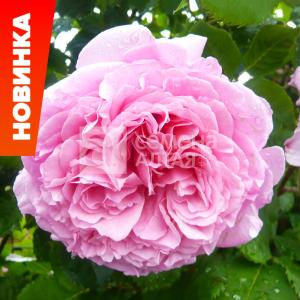 Роза Бьенвеню 1шт плетистая (Сем Алт)