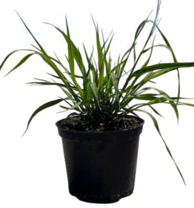 Молиния тростниковая Karl Foerster, С3 (Питомник Малахит)