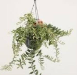 Эсхинантус Болеро Биколор D17 H35