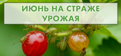 Июнь на страже урожая 