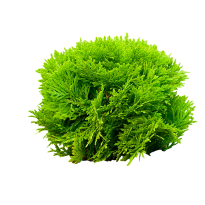 Картинка-Photoroom (8)