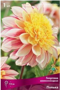 Георгина анемоновидная Полька