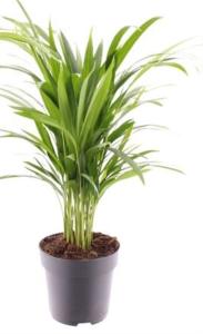 Дипсис (хризалидокарпус) Желтоватый D17 H60