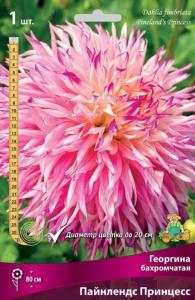 Георгина Пайнлендс Принцесс 1 шт.