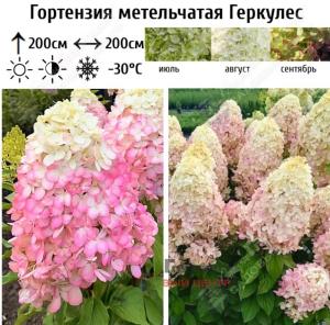 Гортензия метельчатая Геркулес С45 ГлХ