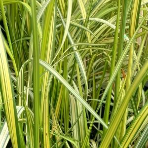 Вейник остроцветковый Ингланд (Лавандовая ферма) 1