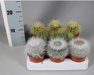 Кактус Болл микс С8,5 Н5