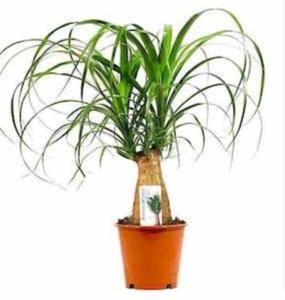 Бокарнея 3рр декоративная  D12 H35