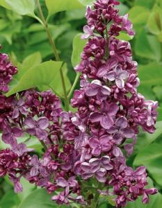 Сирень обыкновенная Анна Шиач с3 (Никитенко)