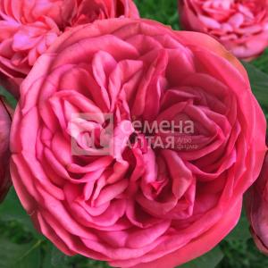 Роза Анданте 1шт центифольная (столепестковая) (Сем Алт) Премиум