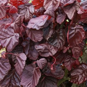 Лещина обыкновенная Ред Маджестик C7,5 40-60 1