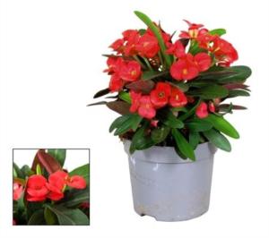 Молочай Милии Олимпия С13 Н25