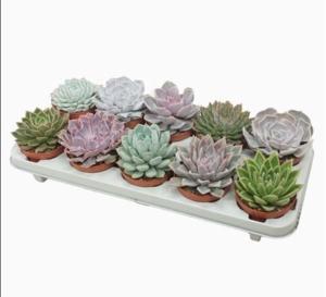 Эхеверии Микс С10,5 Н14 Эхеверии Микс С10,5 Н14