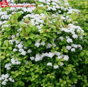 Спирея березолистная Тор Голд С3 ГлХ-23 (желтый, осенью оранжевый оттенок)