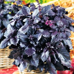 Базилик Черно-махровый 0,5г (Сиб сад)