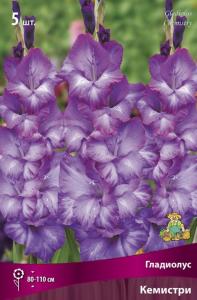 Гладиолус крупноцветковый Кемистри (пурпурно-фиолетовый, гофрированный, 5шт, 12-14)