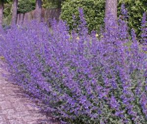 Котовник Фассена Волкез Лоу (Лавандовая ферма)