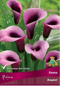 Калла Акцент (пурпурный, 1шт, 14-16)