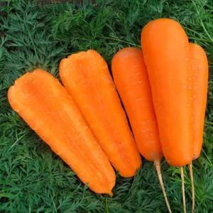 Морковь Боливар F1 0,5 гр (Престиж) Морковь Боливар F1 0,5 гр (Престиж)