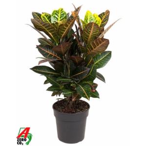 Кодиеум Петра In Sleeve Кодиеум Петра In Sleeve