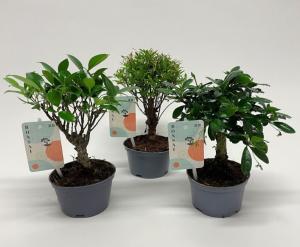 Бонсай Микс D10 H22