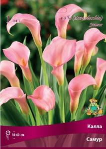 Калла Самур 1шт (нежно-розовый,  14/16)