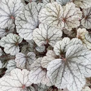 Гейхера гибридная Шугар Фростинг С2 (Питомник Малахит)