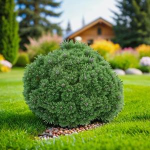 Сосна горная Бенджамин C5 1