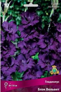 Гладиолус Блэк Вельвет 10шт 10-12