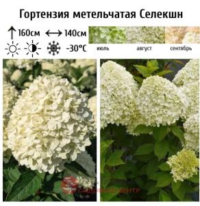 Гортензия метельчатая Селекшн С3 СП (белые потом роз)