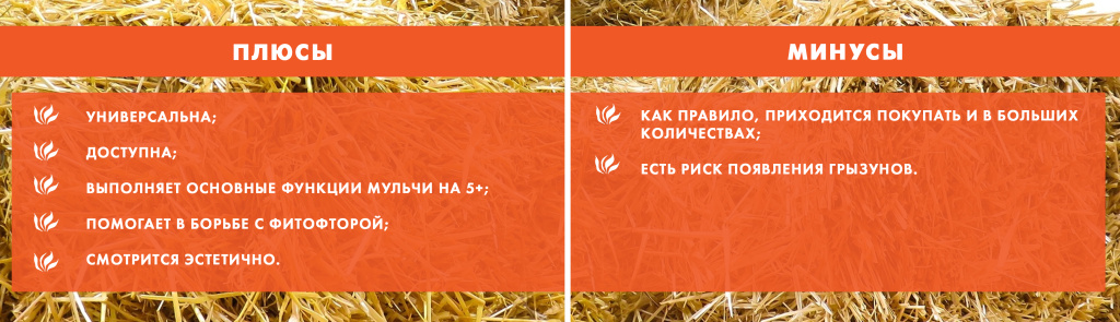 плюсы и минусы СЕНО.jpg плюсы и минусы СЕНО.jpg